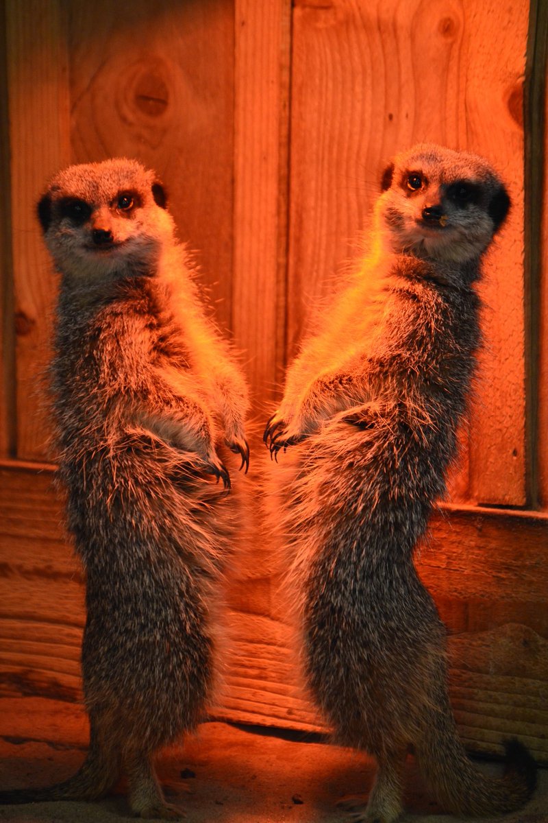 WigfieldFarm's tweet photo. We're CLOSED today due to snow! Our meerkats have the right idea though! Stay safe everyone ☃️
#snowday #snow #closed #Friday  #meerkats #heatlamp #farm https://t.co/bdgkIKksny