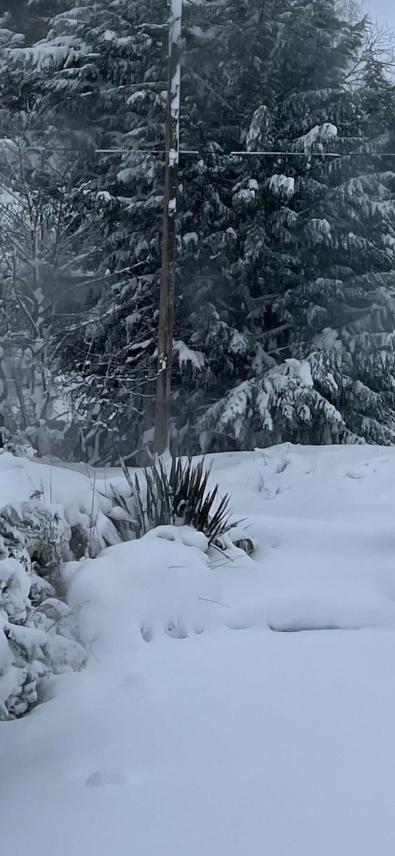 ❄️ Unfortunately due to heavy snow in Sheffield, none of us can get into work, so please don’t phone. You can of course still order online. Here’s the view from my window. #Sheffield #Snow #snowday #sledingtime ❄️