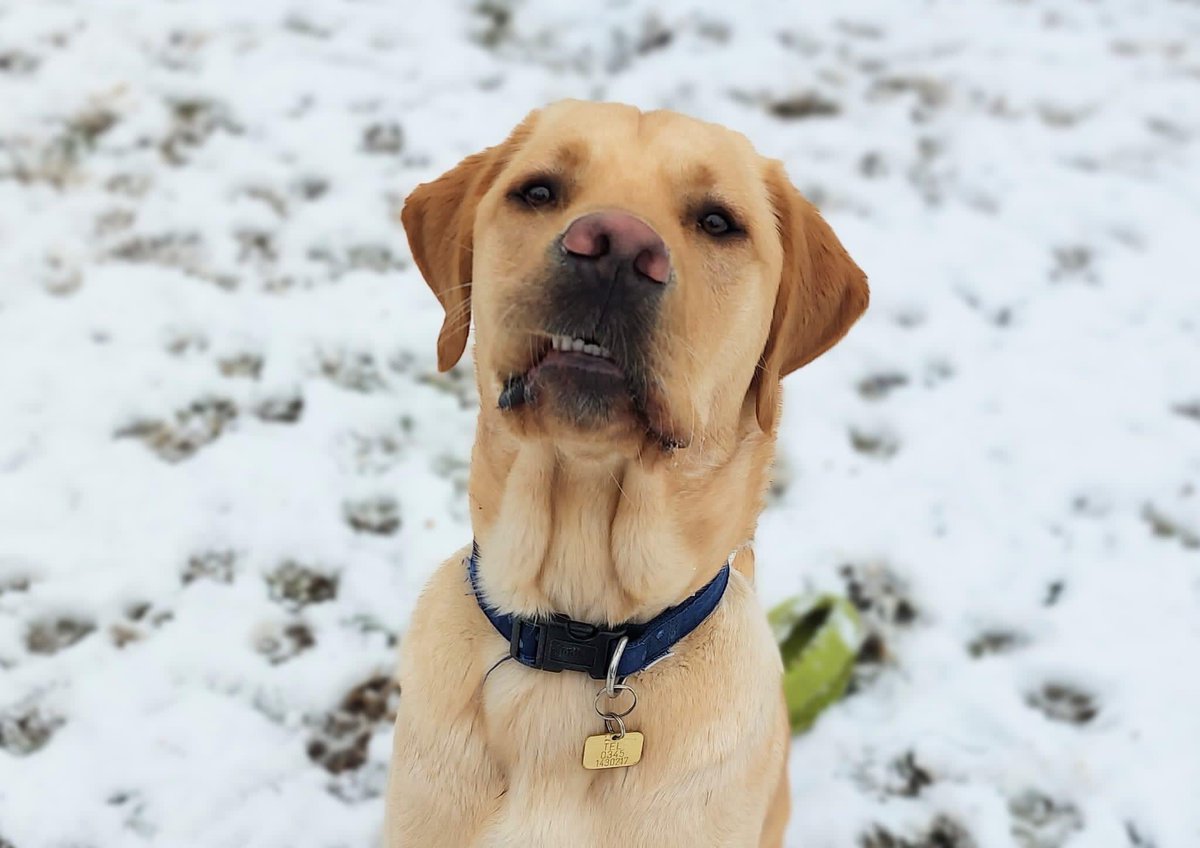 leamdogcare's tweet photo. Snow Day βοΈ
Hereβs George. Heβs a trainee #GuideDog, and heβs been enjoying playing in the snow!
George is a yellow #Labrador x #GoldenRetriever βοΈ
#snow #weather #Warwickshire #dogs #DogsOfTwitter #LeamingtonSpa #SnowDay #DogsInTheSnow https://t.co/o4kMiethP7