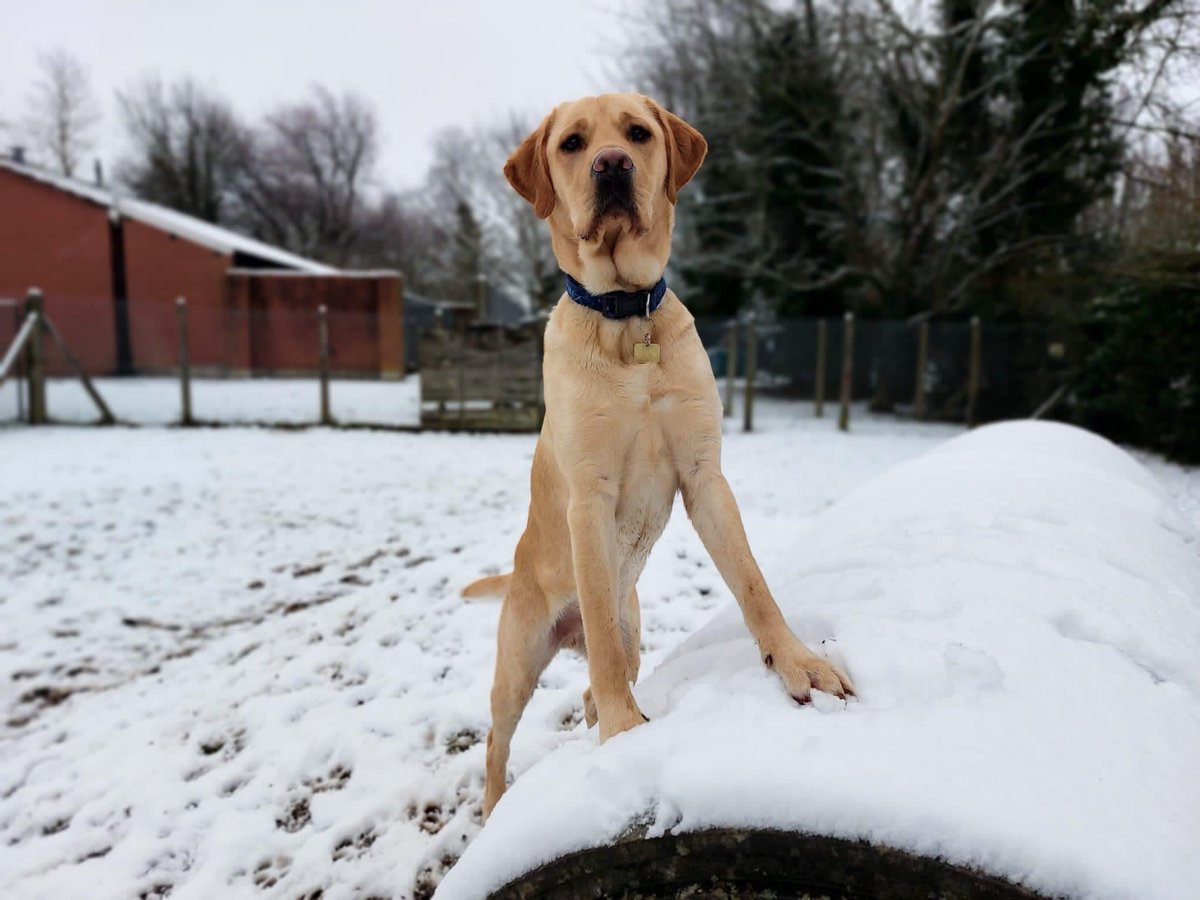 leamdogcare's tweet photo. Snow Day βοΈ
Hereβs George. Heβs a trainee #GuideDog, and heβs been enjoying playing in the snow!
George is a yellow #Labrador x #GoldenRetriever βοΈ
#snow #weather #Warwickshire #dogs #DogsOfTwitter #LeamingtonSpa #SnowDay #DogsInTheSnow https://t.co/o4kMiethP7