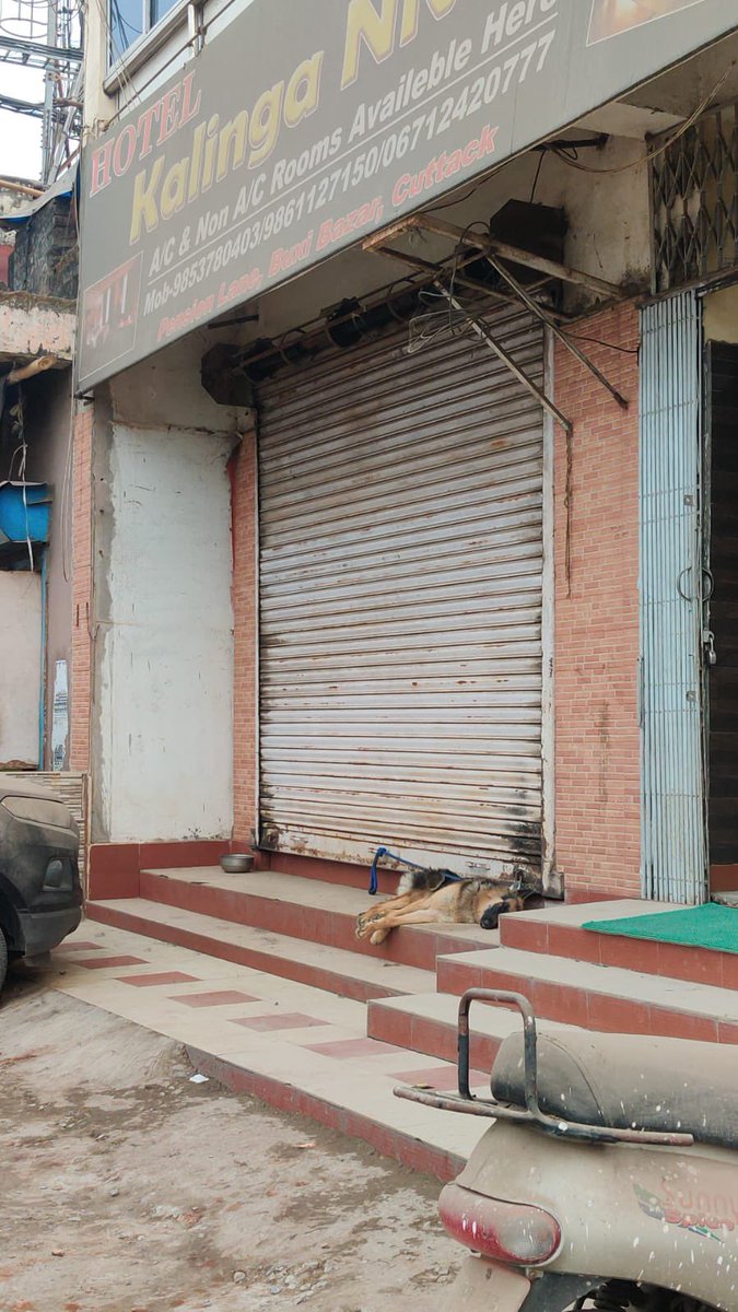 speak_animals's tweet photo. A German Shepherd in a very Bad Shape has been Mercilessly Tied outside Hotel Kalinga Niwaas, Pension Lane, Buxi Bazaar, Cuttack. We request help from Authorities to Rescue the Dog.
@CMO_Odisha @SecyChief  @rajaaswain @CMCCuttack @cpbbsrctc @odisha_police @dahvsodisha @farddept https://t.co/WSs2K837un