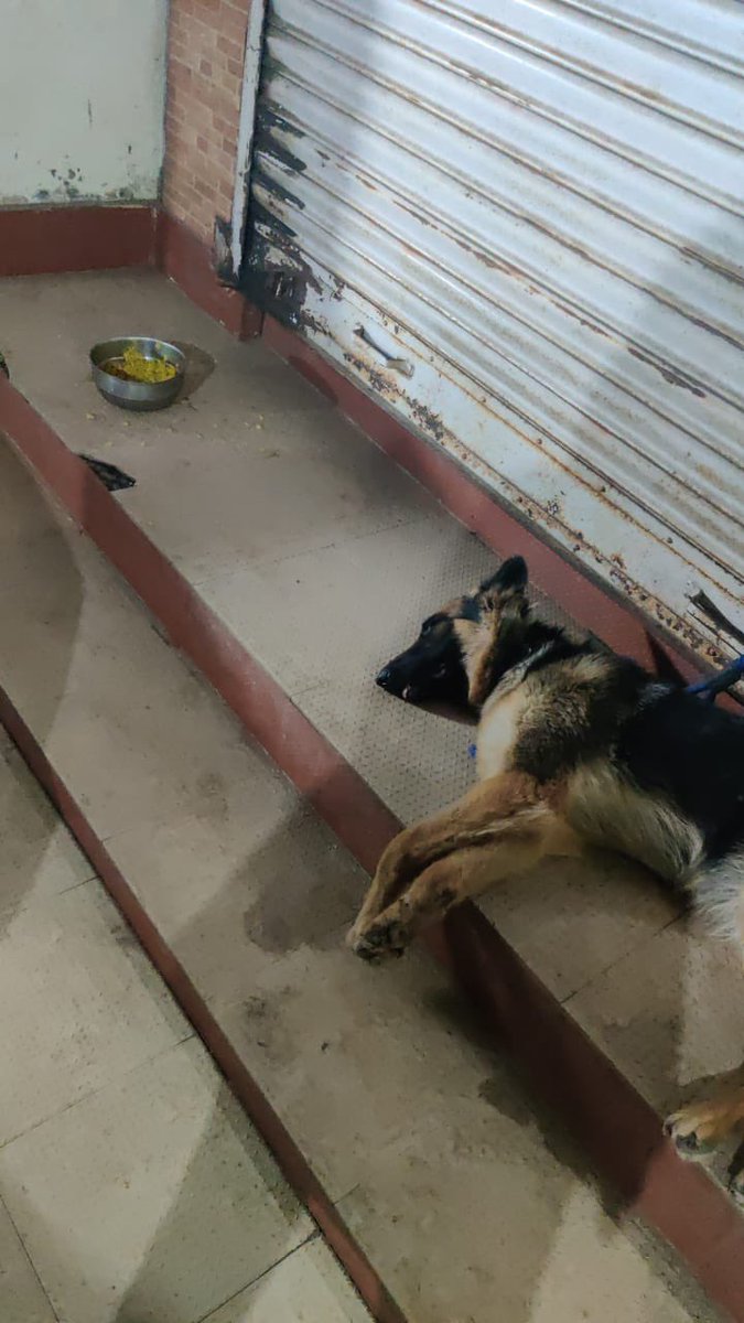 speak_animals's tweet photo. A German Shepherd in a very Bad Shape has been Mercilessly Tied outside Hotel Kalinga Niwaas, Pension Lane, Buxi Bazaar, Cuttack. We request help from Authorities to Rescue the Dog.
@CMO_Odisha @SecyChief  @rajaaswain @CMCCuttack @cpbbsrctc @odisha_police @dahvsodisha @farddept https://t.co/WSs2K837un
