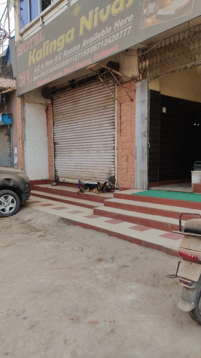 speak_animals's tweet photo. A German Shepherd in a very Bad Shape has been Mercilessly Tied outside Hotel Kalinga Niwaas, Pension Lane, Buxi Bazaar, Cuttack. We request help from Authorities to Rescue the Dog.
@CMO_Odisha @SecyChief  @rajaaswain @CMCCuttack @cpbbsrctc @odisha_police @dahvsodisha @farddept https://t.co/WSs2K837un