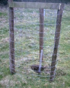 News sent in by Stuart Smith:

Newly planted in the apple collection at Longney are two Upright French, propagated for us by John Teiser from Bulmer's Adam's Hill Orchard. These are grafted onto crab stock, whereas most of the apples are M25. #apples

glosorchards.org/home/blog/2023…
