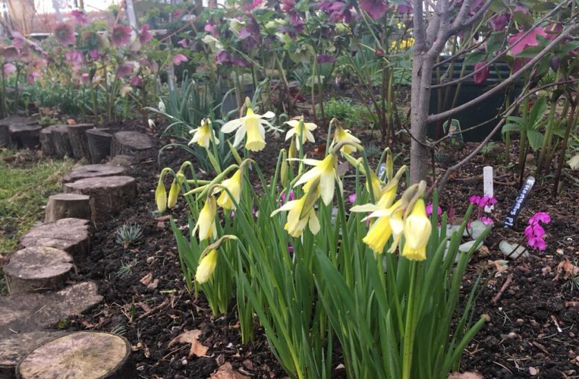 StChrisHospice's tweet photo. Come and explore our first open garden of Spring in Beckenham next weekend!
Find out more here: https://t.co/XiAR8gxeJn
#Bromley #Orpington #SeLondon #Croydon #SouthLondon #OpenGardens #GardensofLondon #Gardening #SpringOpen https://t.co/vKjsr3df7l