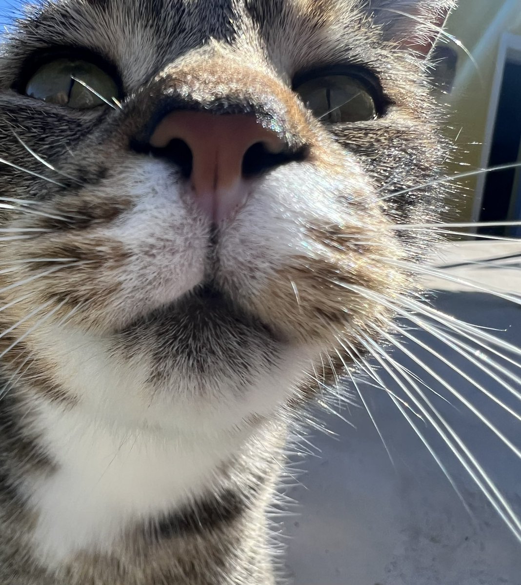 Kisses please! Mmwwahhh 💋 #cats #CatsOnTwitter #Friday