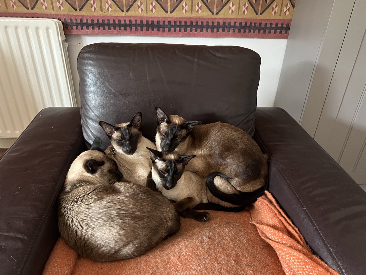 LucindasIreland's tweet photo. Garbo …and the boys. #Siamese #Iwanttobealone https://t.co/ITFfKXoJoh