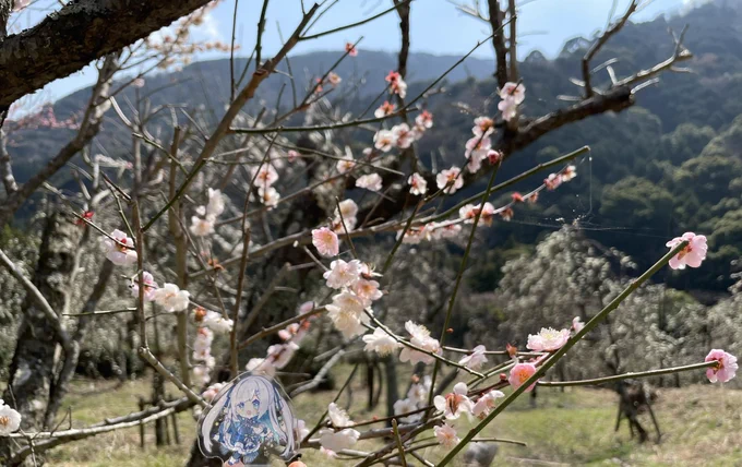 梅を見てきました。お天気良くてよかった〜! 