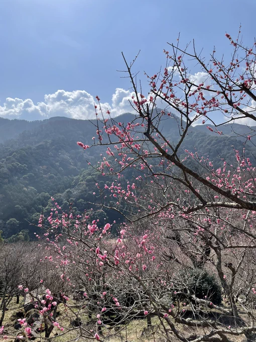 梅を見てきました。お天気良くてよかった〜! 