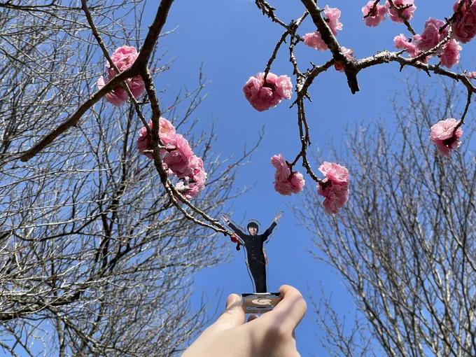 梅を見てきました。お天気良くてよかった〜! 