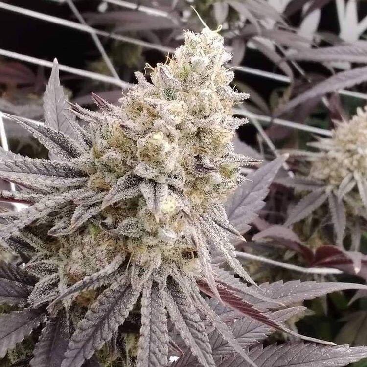 Rock City Grapes🥶🥶

t.me/+EsvIqqZv47hhZ…