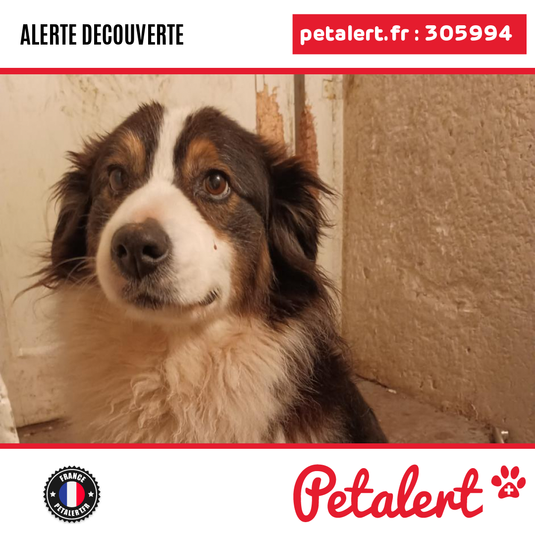 petalert_france's tweet photo. Trouvé #Chien #Orne #Ceton #Petalert #PetAlert61 / https://t.co/AJ1zm2LG4W https://t.co/iDhoWdy9tf