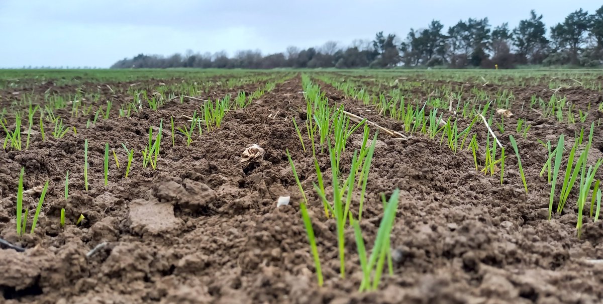 Petit blé dur de printemps deviendra grand 🌱🌾
Semé il y a un mois dans un essai du <a href="/CDPMagri/">CDPM</a>, ce blé dur devrait donner de bonnes pâtes !