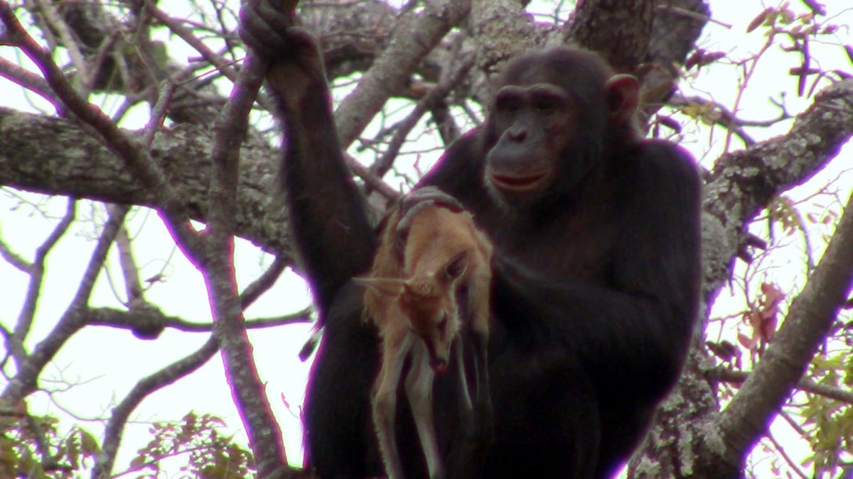 GMERC_TZ's tweet photo. New "From the Field" blog by David Meszaros...on the hunt for duikers with Issa chimpanzees! Read it here: https://t.co/lTXim5bQsY (photo from A. Crunchant/GMERC) https://t.co/bmNfY4bvB1