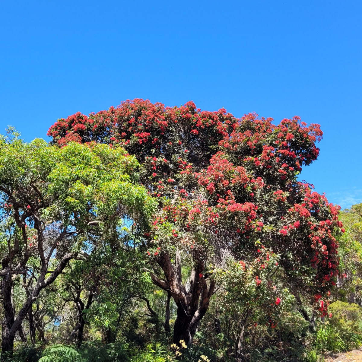 Quick reminder to all the euc lovers out there. Corymbia ficifolia is on the short-list for eucalypt of the year.

Vote here to make it the first Corymbia euc of the year: 
eucalyptaustralia.org.au/eucalyptofthey… 

#eucbeaut #eucalyptoftheyear #ozflora #nature #flower