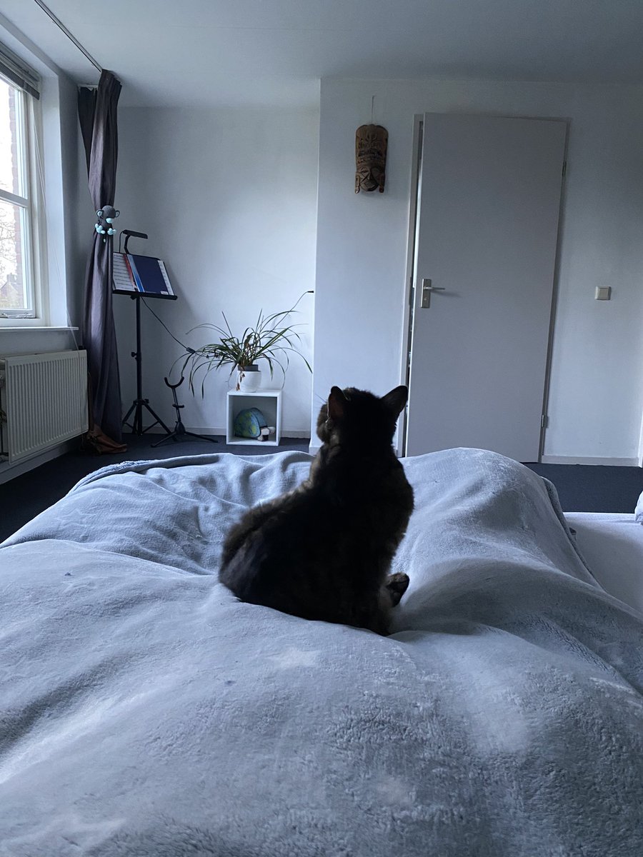 WoodsCat8's tweet photo. Den start van een daggie mensen negeren 😼 ik houd me vandaag alleen maar bezig met jullie hier op voog mijn lieve katten vrienden🫶🏽#dramaqueen #QueenWoods #WitteJas https://t.co/yb51nDx0lV