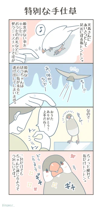 特別なジェスチャー。

ほうちゃん専用のジェスチャーです。

#Buncho #javasparrow #文鳥 #漫画 