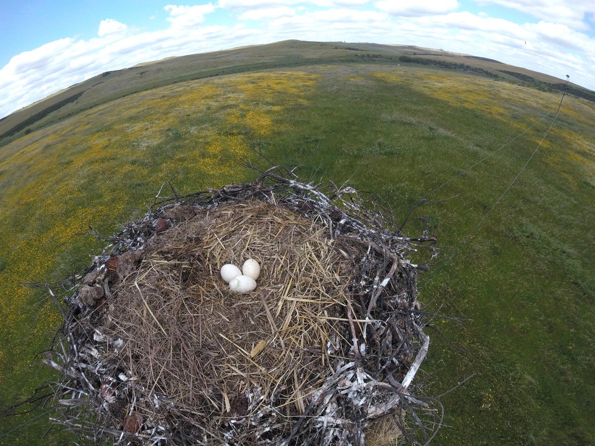 Our #WhiteStorks are laying! And this means that our 2023 fieldwork season started! In the next few months, we’ll be very busy monitoring nests, sampling chicks and GPS-tagging adults and juveniles. But don’t worry...we’ll keep you posted about all the news! @CIBIO_InBIO @ueaenv