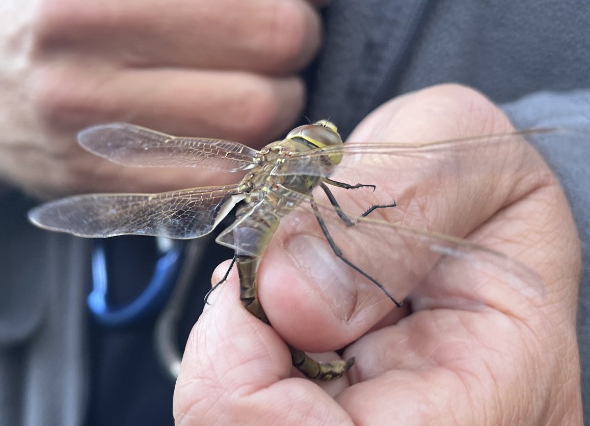 Mark Cutts (@slashercutts) on Twitter photo 2023-03-10 09:39:20 Over the last few days hundreds of Vagrant Emperors have passed by the #jewsgatefieldcentre going north @gonhsgib #Gibraltar #dragonfly Over the last few days hundreds of Vagrant Emperors have passed by the #jewsgatefieldcentre going north @gonhsgib #Gibraltar #dragonfly