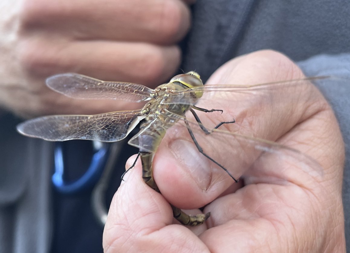 Over the last few days hundreds of Vagrant Emperors have passed by the #jewsgatefieldcentre going north @gonhsgib #Gibraltar #dragonfly