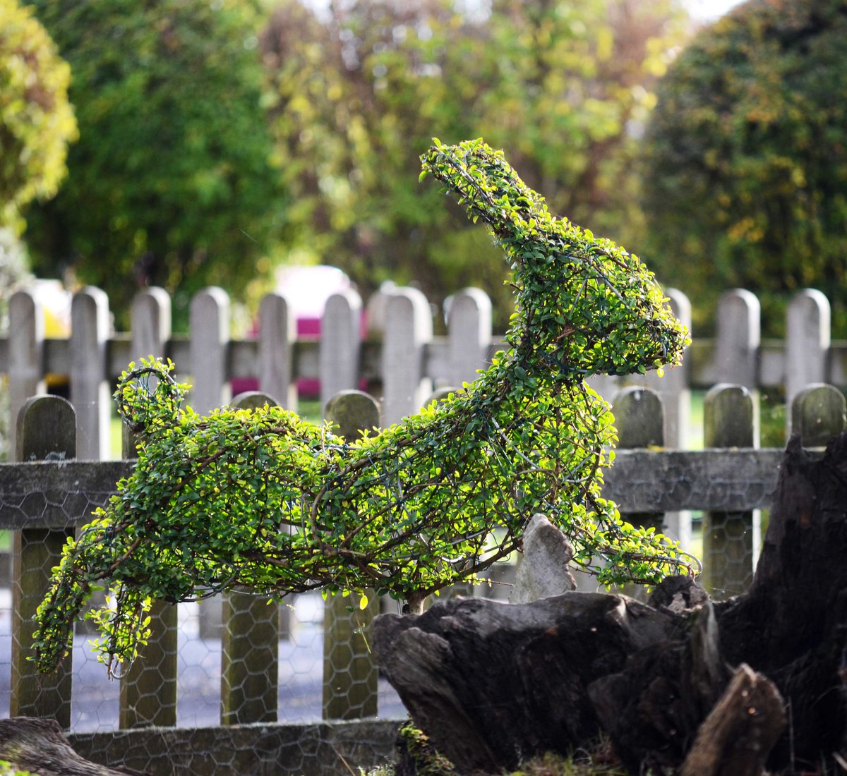 Agrumi's tweet photo. Hopping into Spring 🐰
#topiaryrabbit #topiaryhare #livingtopiary #topiaryplant #naturaltopiary #hedgeart #topiarysculpture #topiaryart #handmadetopiary #greenfingered #agrumi #naturalart #presentidea #agrumitopiary #gardenart #gardenideas #pr #events #thenewforest https://t.co/ppzGJNOouP