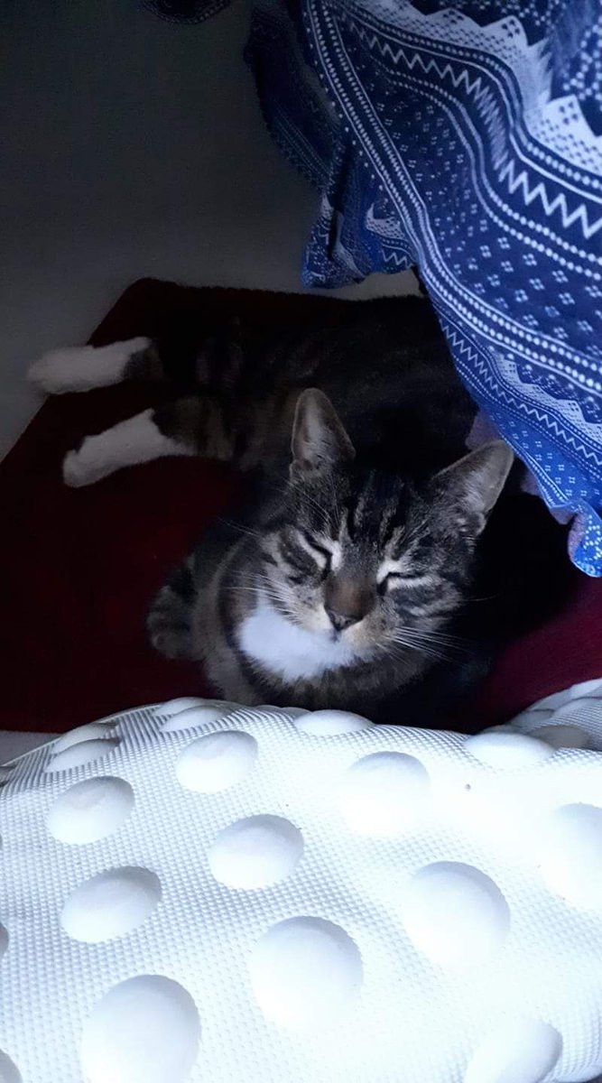 radicalhoneybee's tweet photo. Remembering when Solid Dennis was living in the bath in March 2020, and was quite pleased about it.
#SolidDennis #HeadLikeAnAnvil #CaturdayEve #CatsOfTwitter https://t.co/aochokvls3