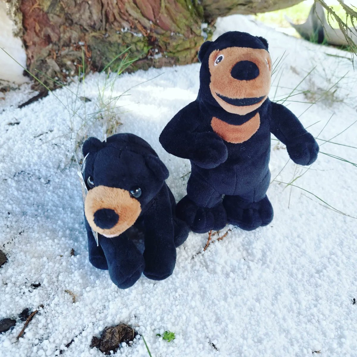 Sun Bears UK tweet media