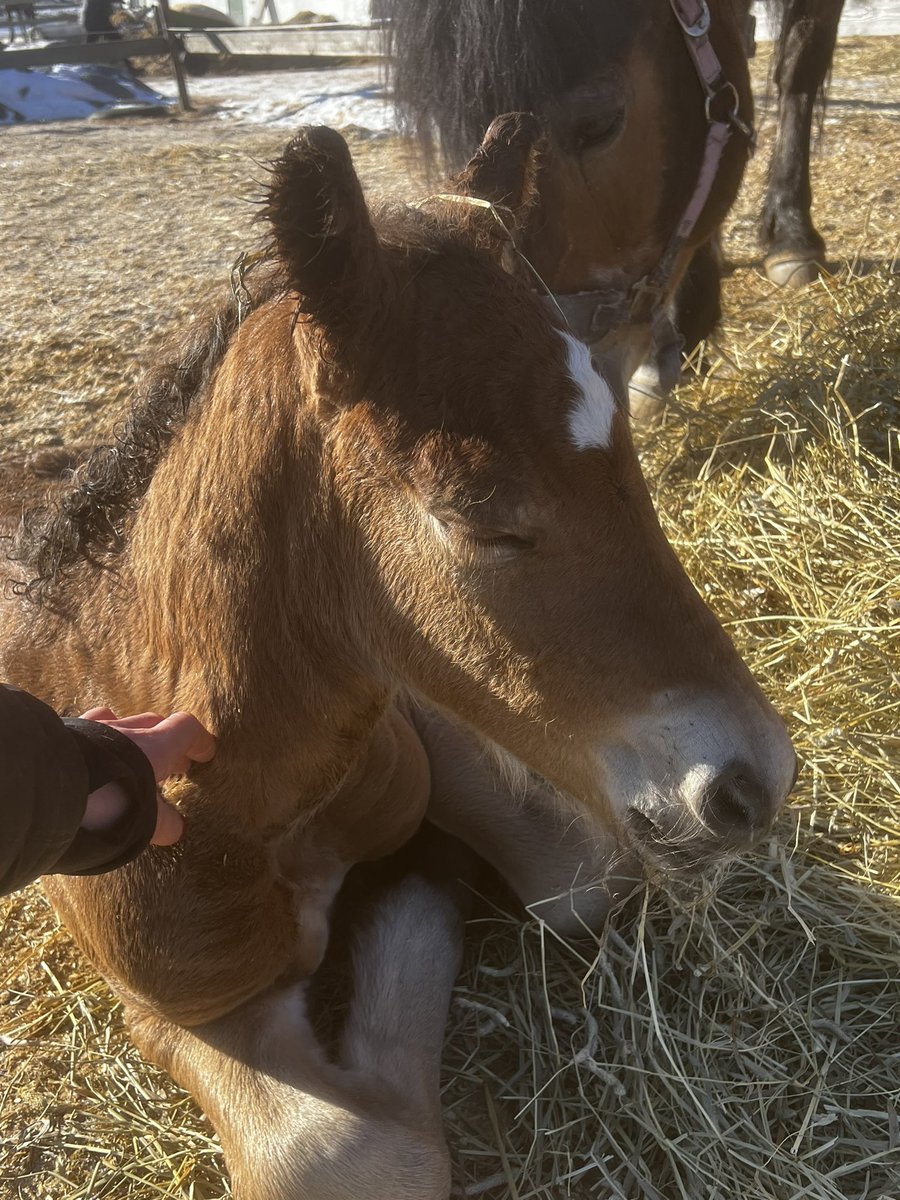 BergSpang's tweet photo. Årets første føll ble født i dag tidlig. En hingst etter Voje Piril og Tangen Støva⭐️ https://t.co/Uqf0Z46ktH