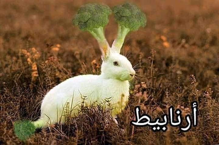 gonzojongun3's tweet photo. الغدا جاهز https://t.co/E4IpZjRglB