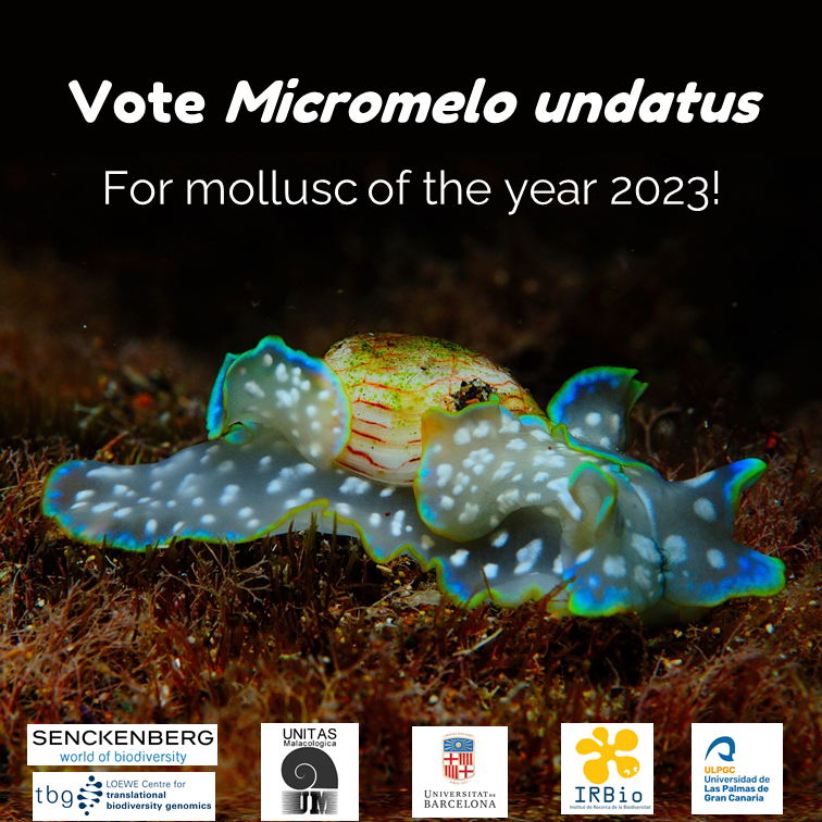 GaliaCampsOmics's tweet photo. 📢Did you know that heterobranch🐌are one of the few animal clades whose members could move from water🌊to land🌄?

If you wanna know how an ancient one could have look like👁️, just vote to sequence the genome of #Micromelo #undatus for #MotY, a living basal heterobrach🤯

Link👇 https://t.co/IHDl8xlpLd