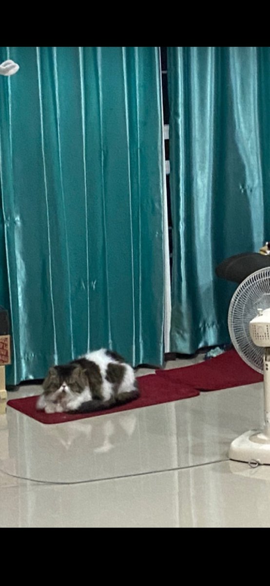 หากจะรักคุณ จะจำไว้ ว่าต้องรักแมวคุณมากกว่า