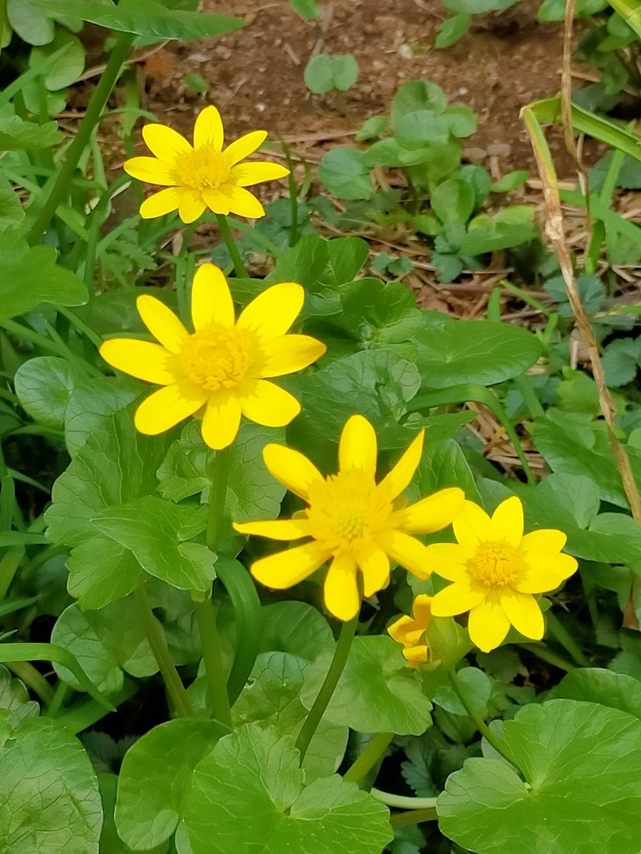 kyosaki3348's tweet image. こちらはプレビューと
本公演２回

３回は観ないと！
な作品でした◎

うわーうわー！！！

2023  3  8撮影
#ゼロコ さん
#TheWriter
#こまばアゴラ劇場