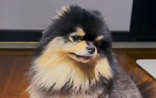 sugatradamus's tweet photo. bombastic side eye https://t.co/eWgetO7wrO