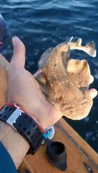 Nesli tükenmekte olan köpek balığı teknede doğum yaptı oltacidergisi.com/2023/03/10/nes…