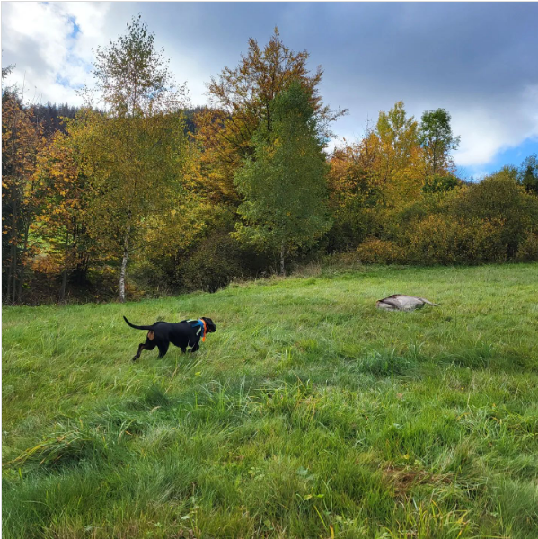 AnnieLindaJul's tweet image. Good job！！ #huntingwithhounds #huntingwithdogs #hunting #huntinglife