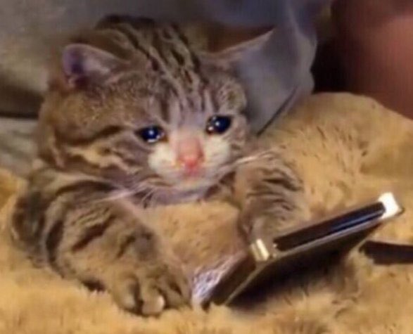 sincontexto666's tweet image. Nosotros los de iPhone luego de que Google no nos diera la alerta de sismo. #Temblor
💔