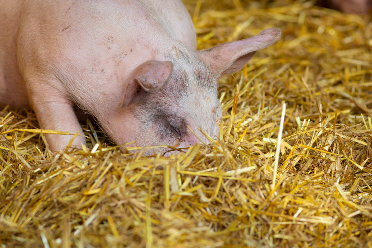 agriculturacat's tweet photo. 📢 Iniciem el Pla de control de la Llei de la cadena alimentària en el sector de la integració ramadera:
✅ Representa un elevat % de la Producció Final Agrària.
✅ La indústria càrnia del porc és el sector amb més facturació (25%). #Cadecat
👉 https://t.co/RkFO0dlmhK https://t.co/hmVvpiPhwV