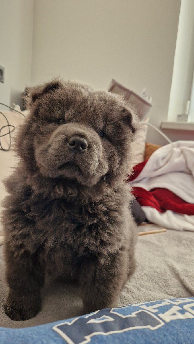 SparktheRex's tweet photo. Wilma says hewwo to you fluffs https://t.co/qRF45H5Ud7