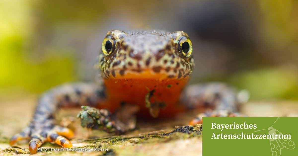 lfu_bayern's tweet photo. Amphibienwanderung!
Fast alle bayerischen #Amphibien brauchen Land- und Wasserlebensräume, d. h. strukturreiche Landschaften und naturnahe Gewässer. Zur Paarung ziehen z.B. Erdkröten ab Ende Februar an ihr Ursprungsgewässer. #Molch|e sind später dran.
👇
https://t.co/h3V2IOWNDW https://t.co/xqYV3ClKBp