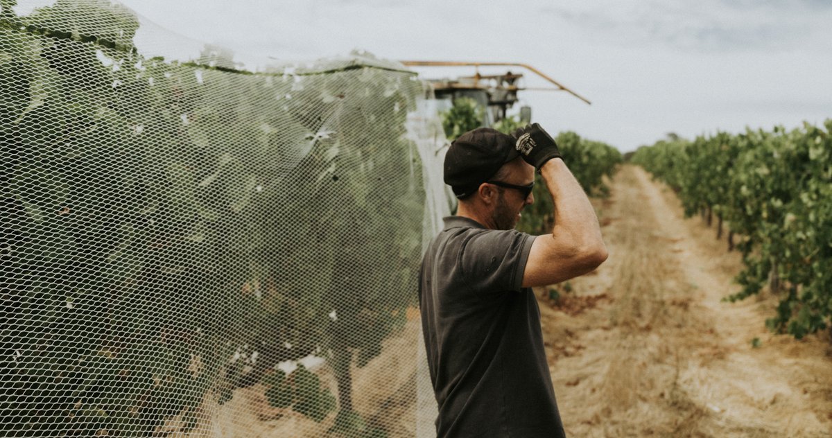 McHenryHohnen's tweet photo. Not as much natural blossom around this year to occupy the birds appetites. The extra netting required to protect the grapes has added to the work load but this is the time of year we live for. Vineyard team going hard, winery humming with activity. Work hard, play hard. https://t.co/YIN9cTQvMM