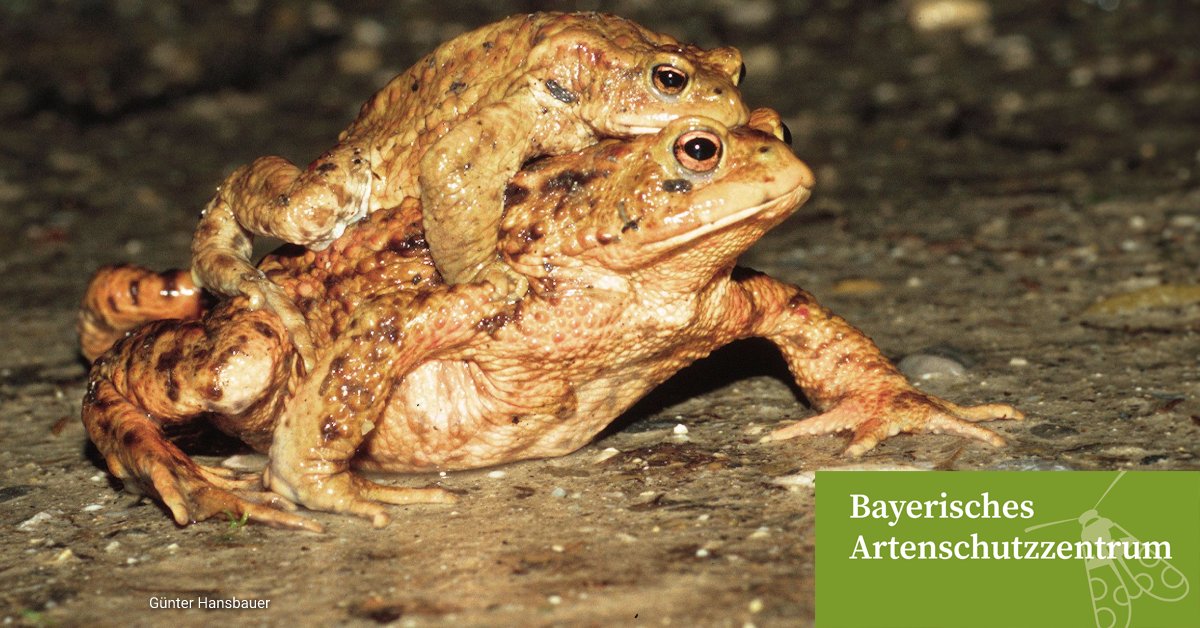 lfu_bayern's tweet photo. Es ist wieder soweit: #Kröte, #Frosch und #Molch machen sich nachts auf den Weg zu ihren Laichgewässern. Dort findet die Lurch-Hochzeit statt. Also runter vom Gas, wenn Sie Warnschilder sehen.
#BayerischesArtenschutzzentrum
Mehr zu Amphibien:
https://t.co/h3V2IOWfOo https://t.co/9LfT278ydo