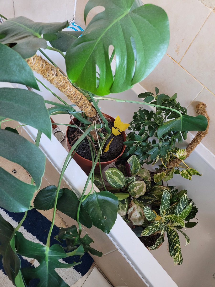 MillieJB203's tweet photo. Shower time for my babies. Hopefully they don't die while I'm away 😂 #houseplants https://t.co/0EpRnFTQdZ