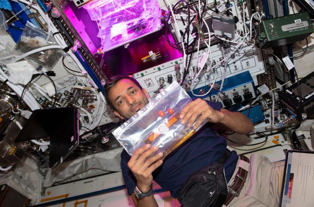 MBRSpaceCentre's tweet photo. Astronaut Sultan AlNeyadi, stows samples of tomatoes, which were grown previously aboard the International Space Station, after harvesting them. The samples will be analysed as part of a study about providing food in a sustainable way in space (Veg-05 space botany investigation). https://t.co/XaZCd2b3ti