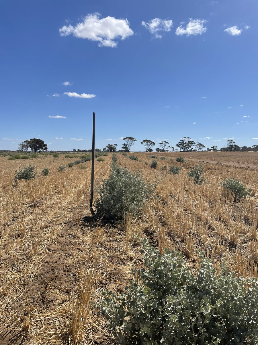 Dean Wyatt tweet media