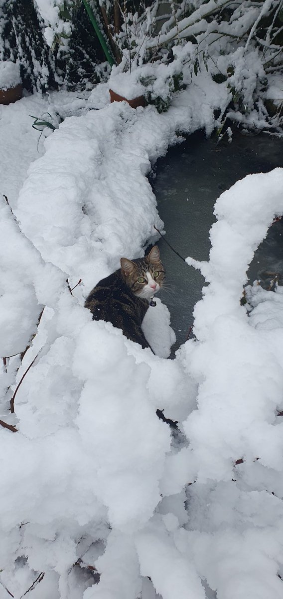 Matt Broom tweet media