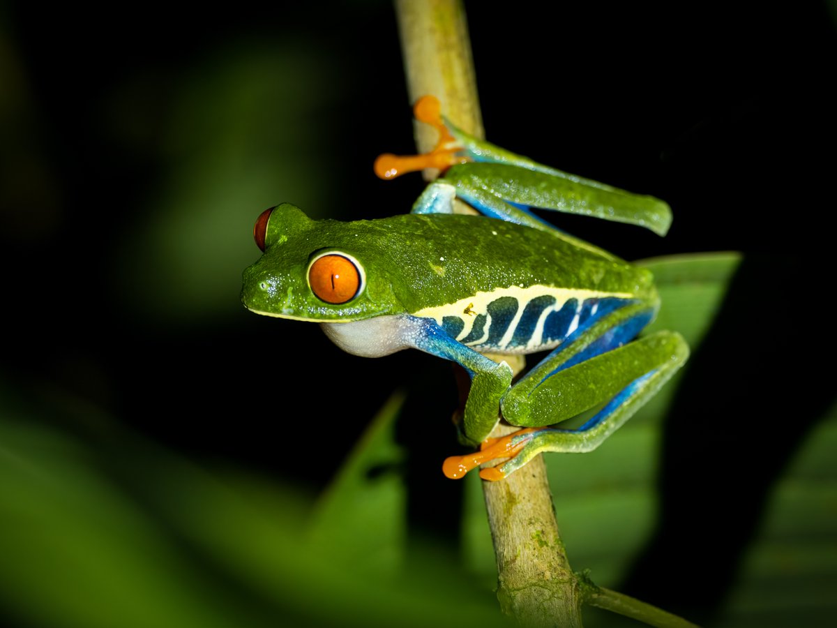 TerryLaws99's tweet photo. Costa Rica has some amazing frogs. This is a Red-eyed Tree Frog. https://t.co/XtpVaJlCH9