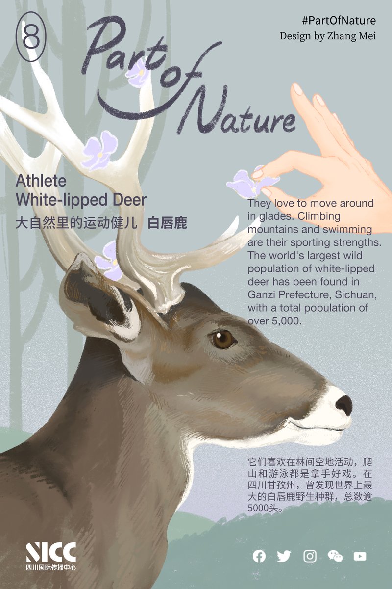 SichuanDaily's tweet photo. They love to move around in glades. #Climbing mountains and swimming are their sporting strengths. The world's largest wild population of white-lipped deer has been found in Ganzi, #Sichuan, with a total population of over 5,000.
#animal #PartOfNature #WWD2023 #nature https://t.co/KlmPGXOoKx