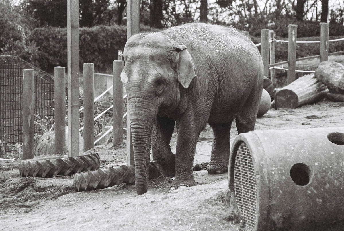 MonoMomento's tweet photo. Recent visit to Belfast Zoo
Canon EOS300, expired Fujifilm Neopan400
@BelfastZoo 
@CanonUKandIE
@FujifilmUK
#belfastzoo #lion #giraffes #elephant #chimps #animals #filmphotography #blackandwhite #35mm #monochromemomento https://t.co/i2pqLjiATN
