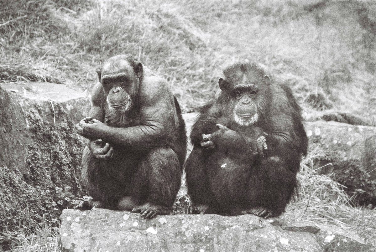 MonoMomento's tweet photo. Recent visit to Belfast Zoo
Canon EOS300, expired Fujifilm Neopan400
@BelfastZoo 
@CanonUKandIE
@FujifilmUK
#belfastzoo #lion #giraffes #elephant #chimps #animals #filmphotography #blackandwhite #35mm #monochromemomento https://t.co/i2pqLjiATN