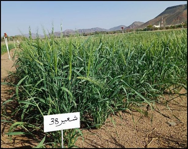 Naser_Almarri's tweet photo. بمحطة البذور والتقاوي والشتلات #المدينة_المنورة تم الانتهاء من زراعة 34 مورد وراثي من المحاصيل متمثلة في 28 من القمح و6 من الشعير ، لتقييمها ومن ثم تسجيل واعتماد واكثار افضلها لمستقبل #الأمن_الغذائي في #المملكة
#مركز_البذور
#بنك_الاصول_الوراثية_النباتية
@MEWA_KSA
@AlfadleyA https://t.co/NxHAl7jsWs